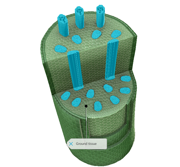 vascular-bundles-highlighted-ground-tissue-labeled-vbio-blog